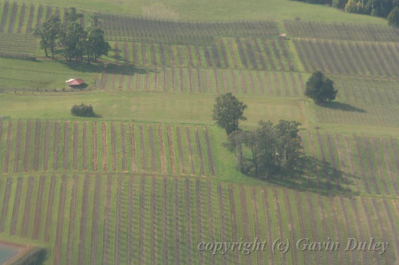 Yarra Valley IMG_7401.JPG